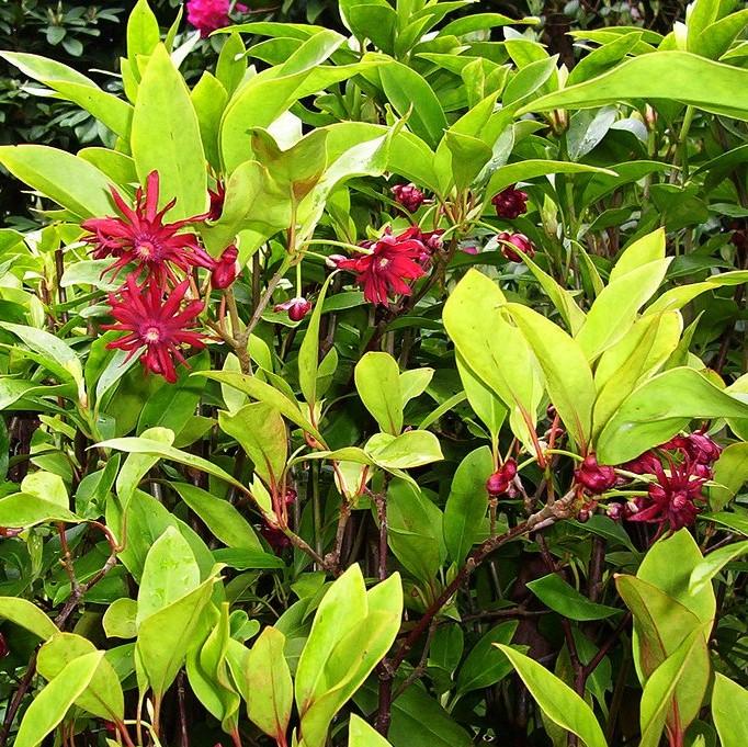Miss Scarlett Anise with scarlet red flowers and aromatic evergreen foliage