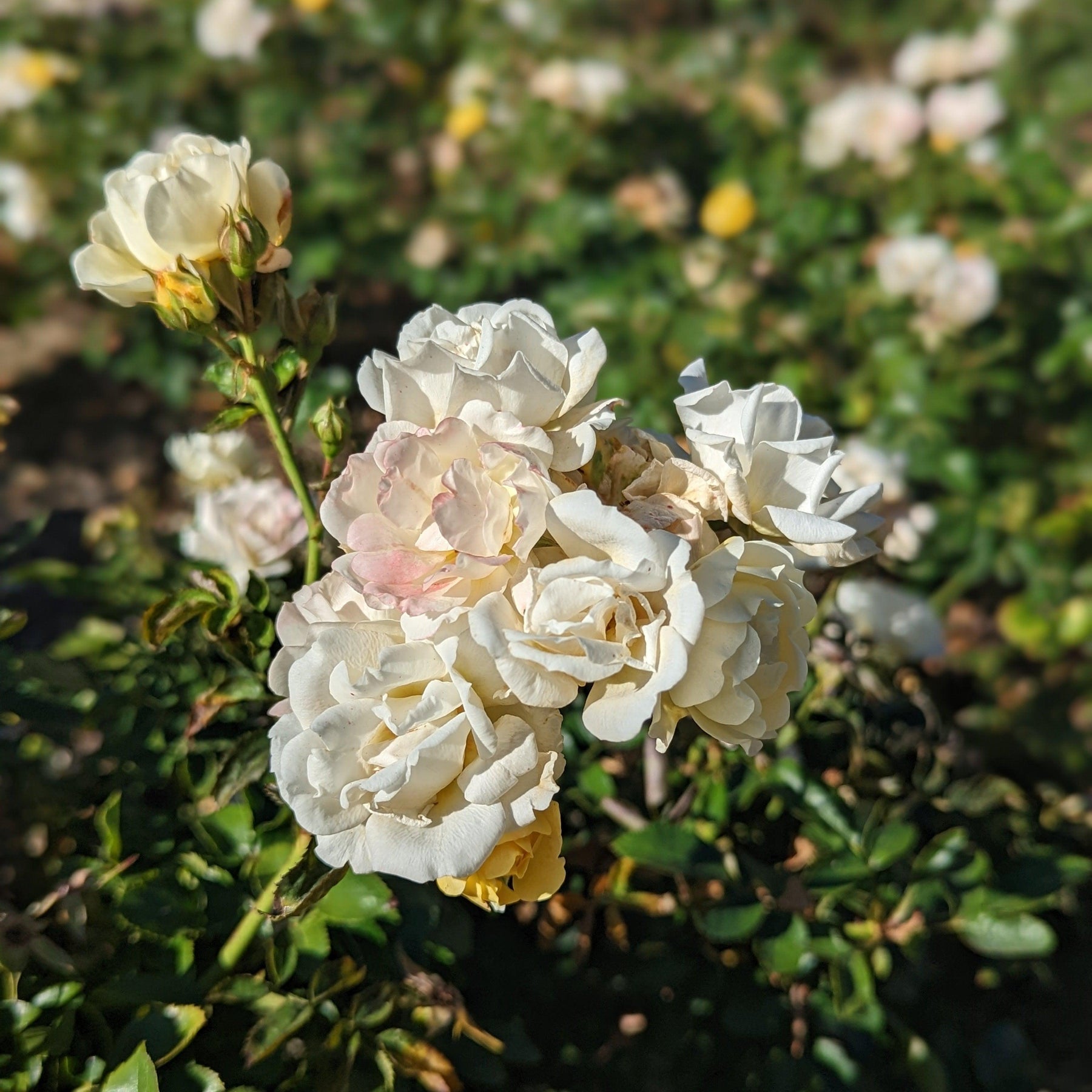 Rosa 'Novarospop' PP24,773 Popcorn Drift® Rose GoBuyPlants