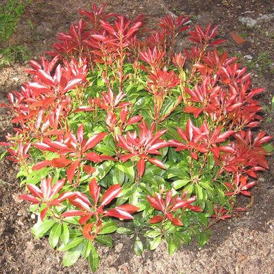 Mountain™ Snow Pieris