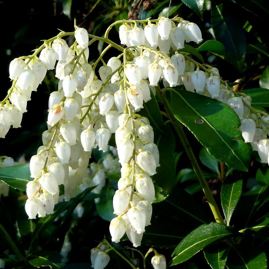 Pieris japonica ‘Planow’ ~  Mountain™ Snow Pieris