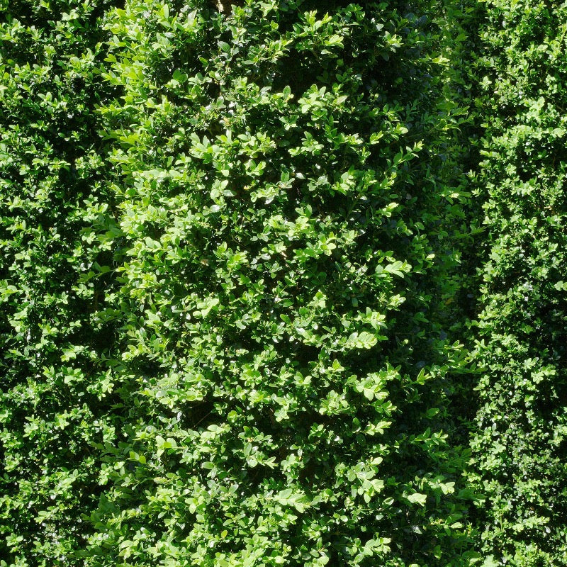 Buxus sempervirens 'Highlander' ~ Highlander Boxwood