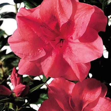 Rhododendron ‘Roblea’ ~ Encore® Autumn Princess™ Azalea