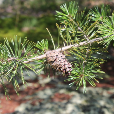 Pinus virginiana ~ Virginia Pine