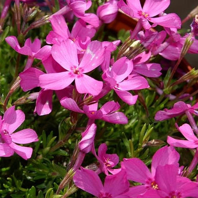 A close-up photo of pink creeping phlox flowers with dark green foliage.