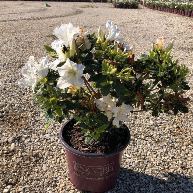Rhododendron ‘Roblex’ ~ Encore® Autumn Lily™ Azalea